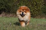 CHOW CHOW 462